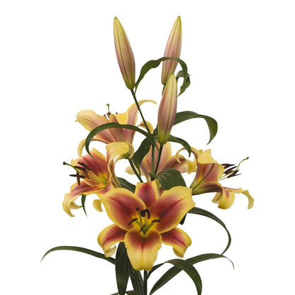 A Flowering Stalk of Gold and Red "Flavia" Lilies