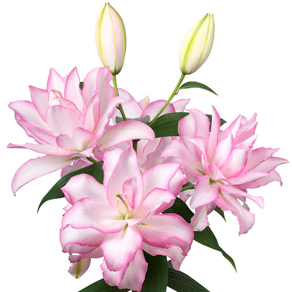 rose lily flower for sale Lilium