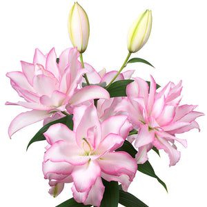 Light Pink Oriental Lily Bulbs For Sale 