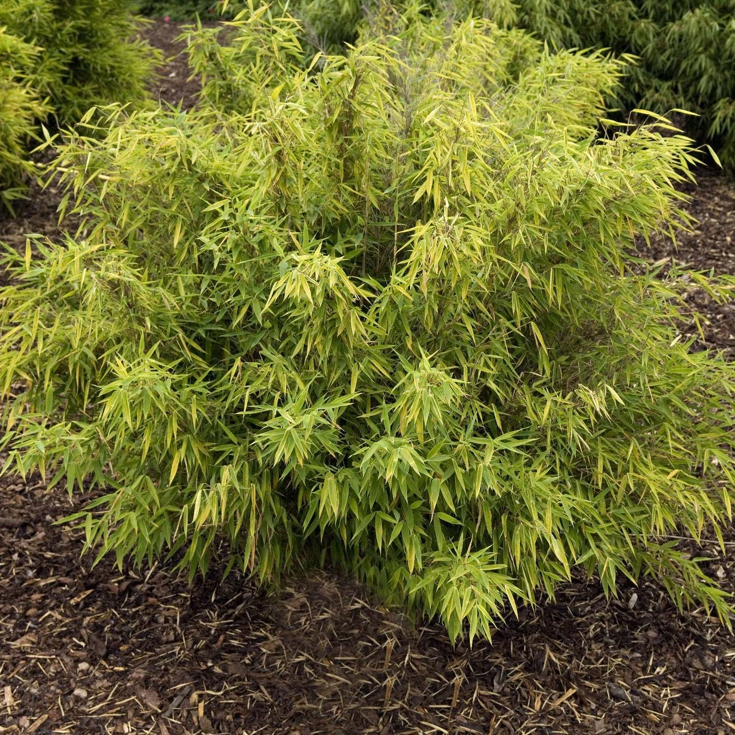 Umbrella Bamboo plant