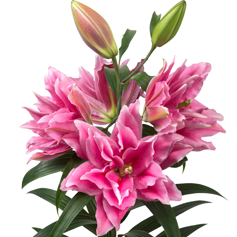 Pink Oriental Lily Bulbs For Sale  Oriental Roselily Ciara® – Easy To Grow  Bulbs