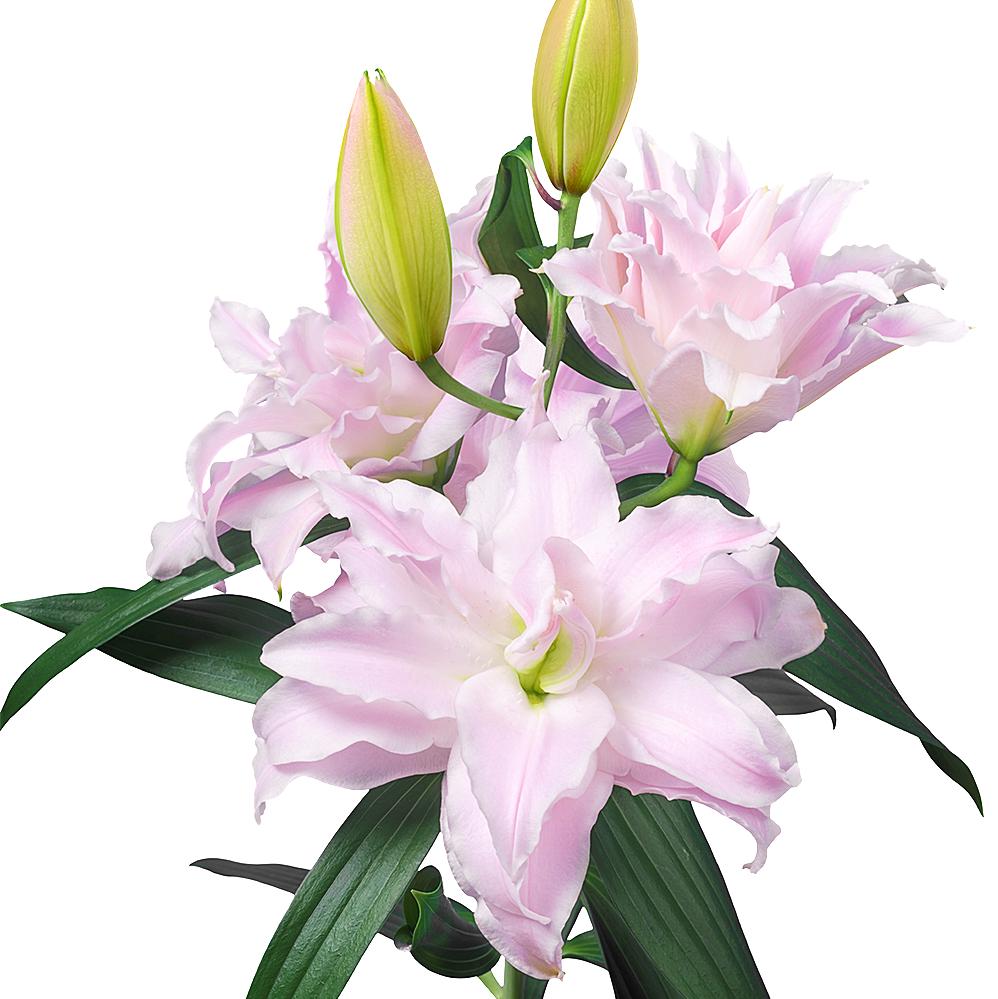 pink roses white lilies Gorgeous White & Pink Roselily Bulbs for Sale Online