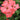Flower Carpet Rose Coral
