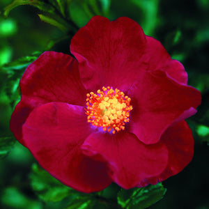 Flower Carpet Rose Red