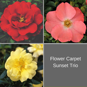 Flower Carpet Sunset Trio