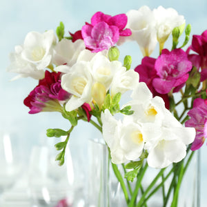 Cut Pink and White Freesia Stems Arranged in a Vase