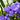 Double purple freesia flower