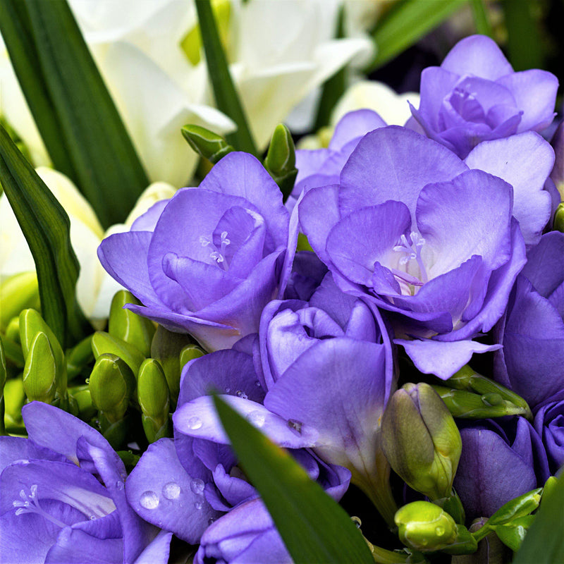 Double purple freesia flowers