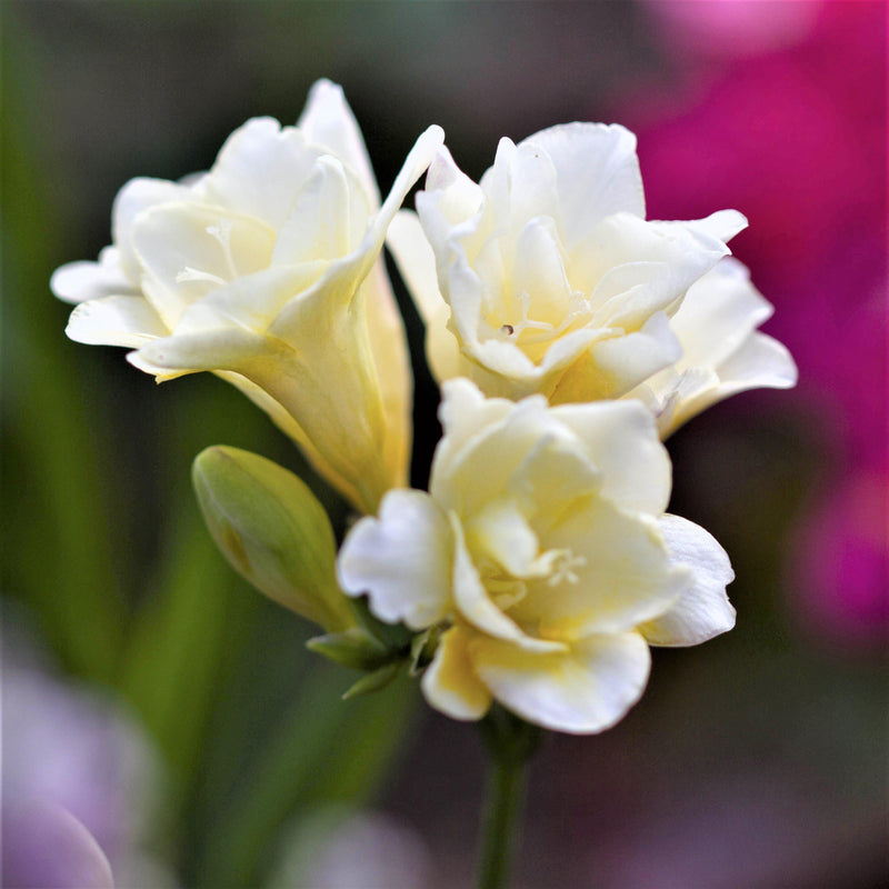 Double white freesia flower