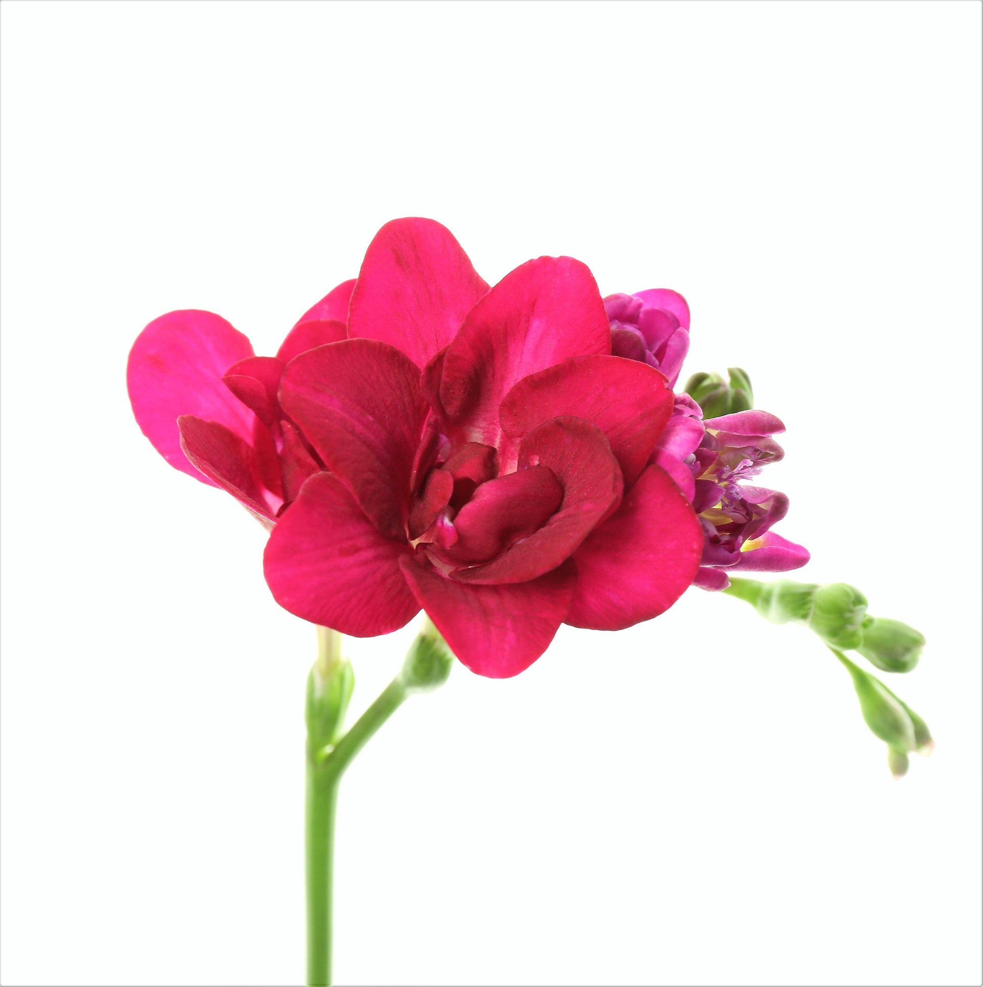 Pink double freesia flowers