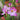 Freesia single pink flower