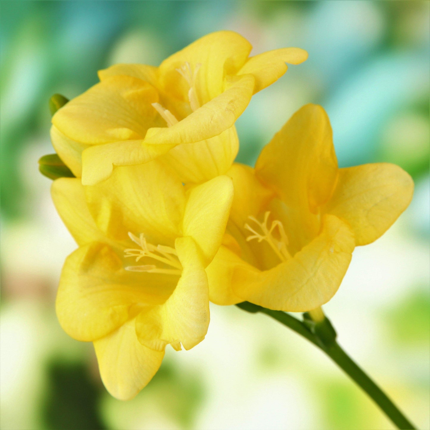 Yellow freesia flowers