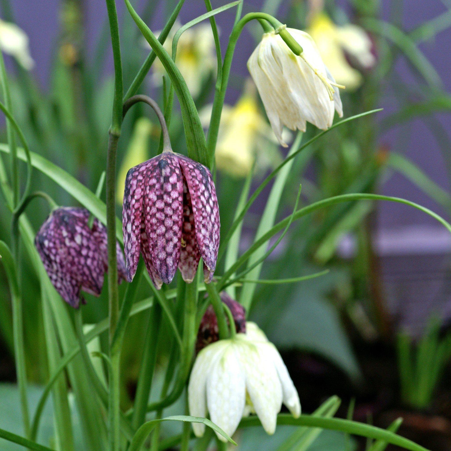 White and Purple and White Fritillaria