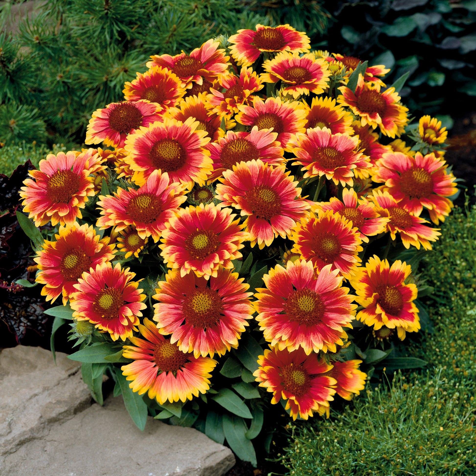 A Gorgeous Grouping of Red and Yellow "Arizona Sun" Blooms