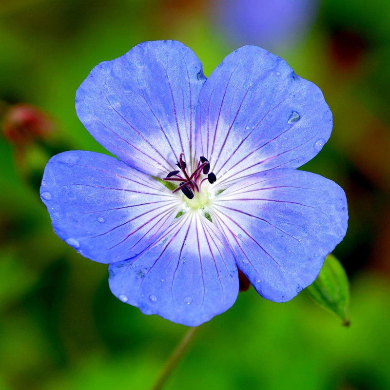 Bold Two-Toned Blue and White Geranium