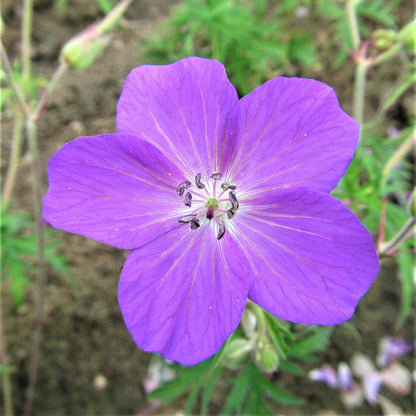 Large Bold "Kashmir Purple" Geranium Flower