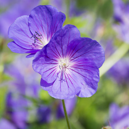 A Duo of Bold Lavender Blue Geranium Blooms