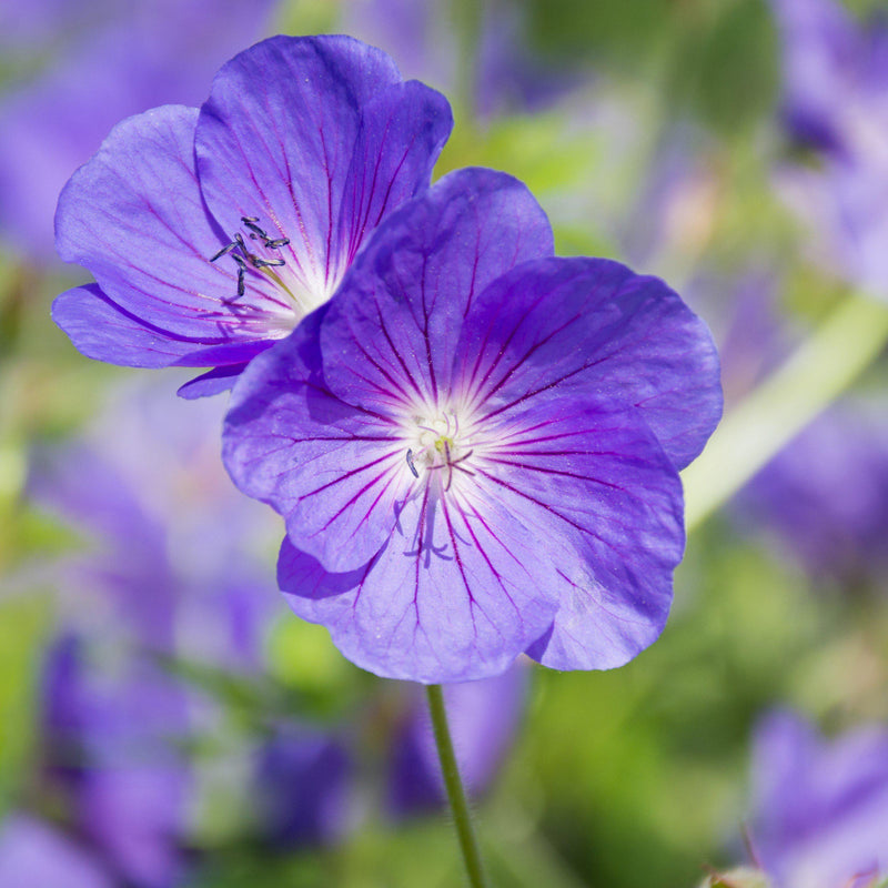 A Duo of Bold Lavender Blue Geranium Blooms