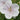 Pink-Veined White Geranium Bloom