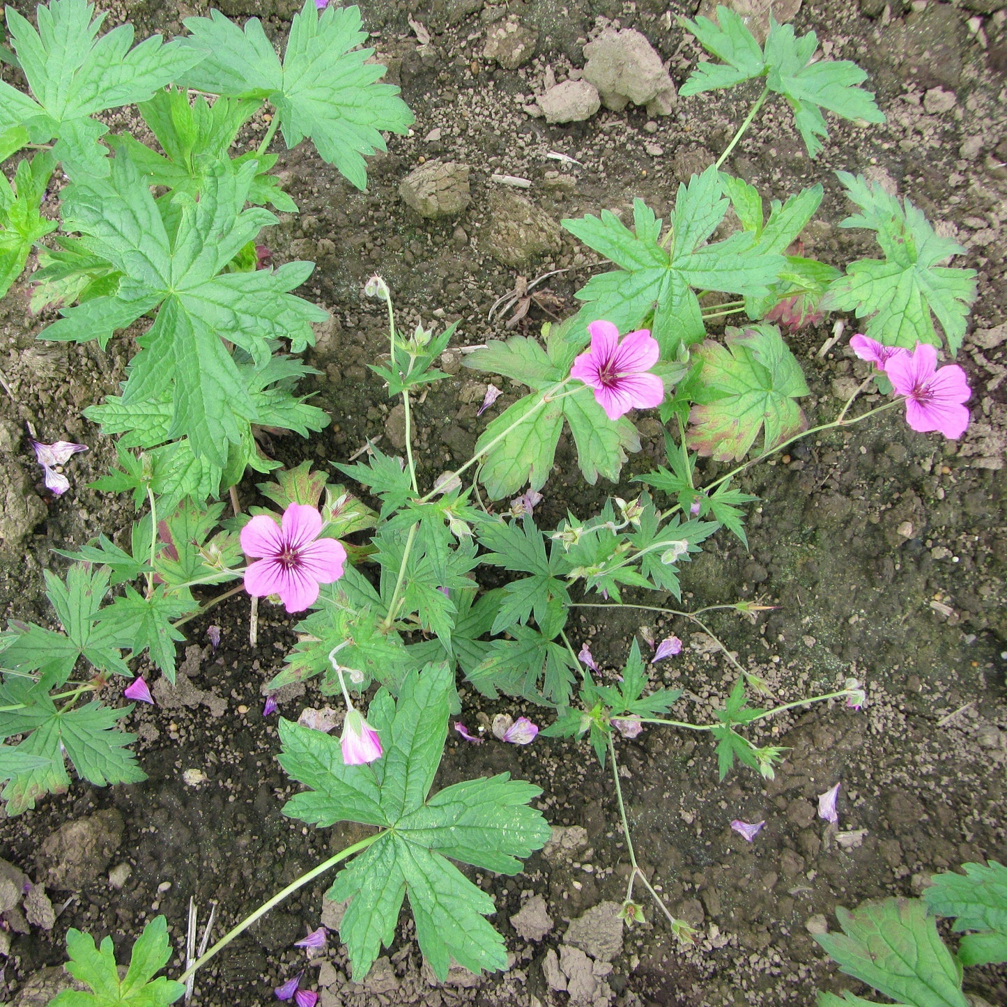 Geranium - Patricia (Perennial)