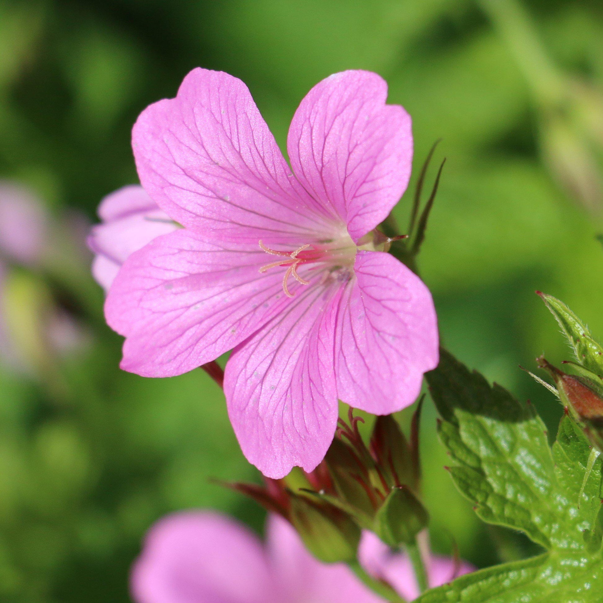 Pleasant Pink-Hued Bloom of the  "Wargrave Pink" Geranium
