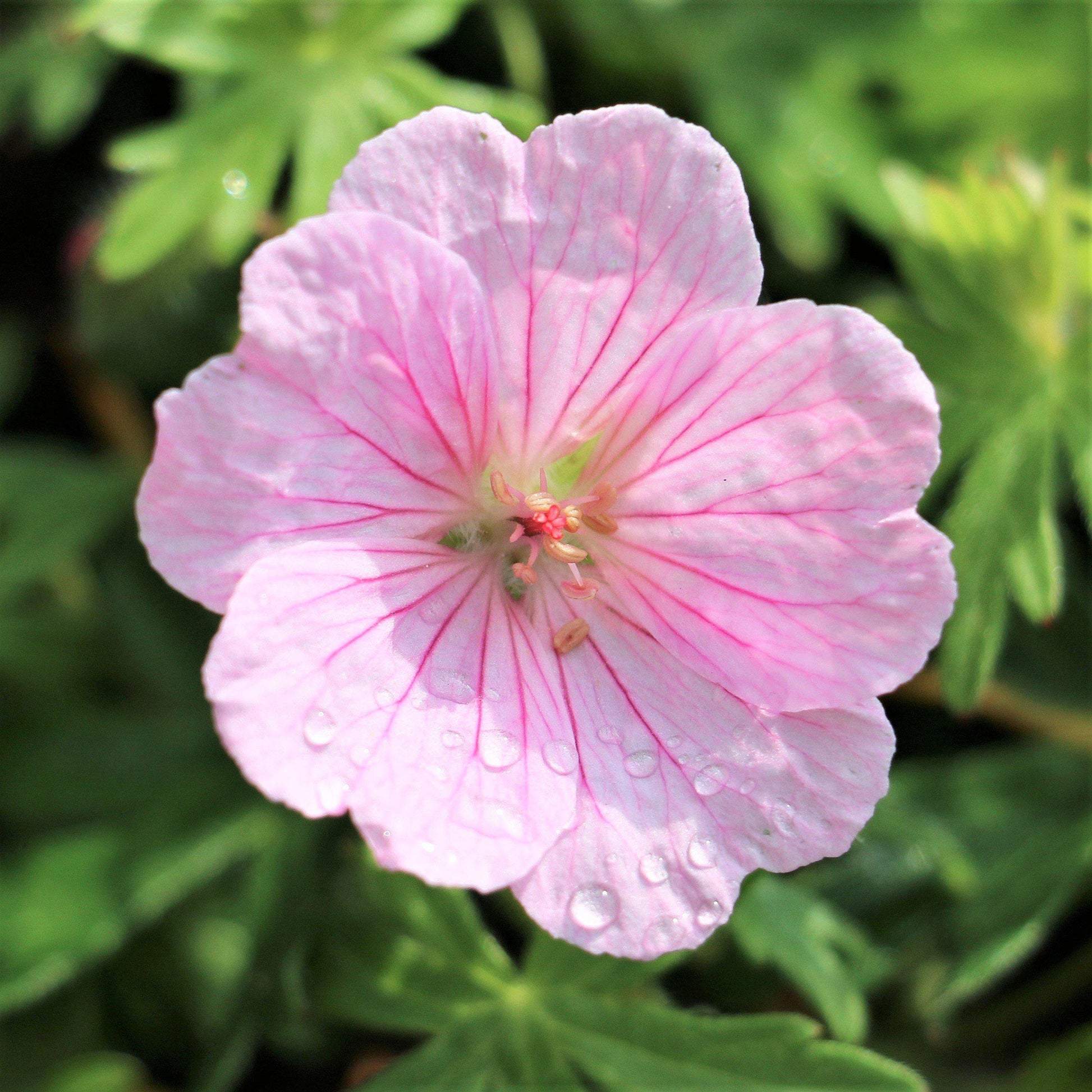 Dew-Covered light pink "Wargrave Pink" Geranium