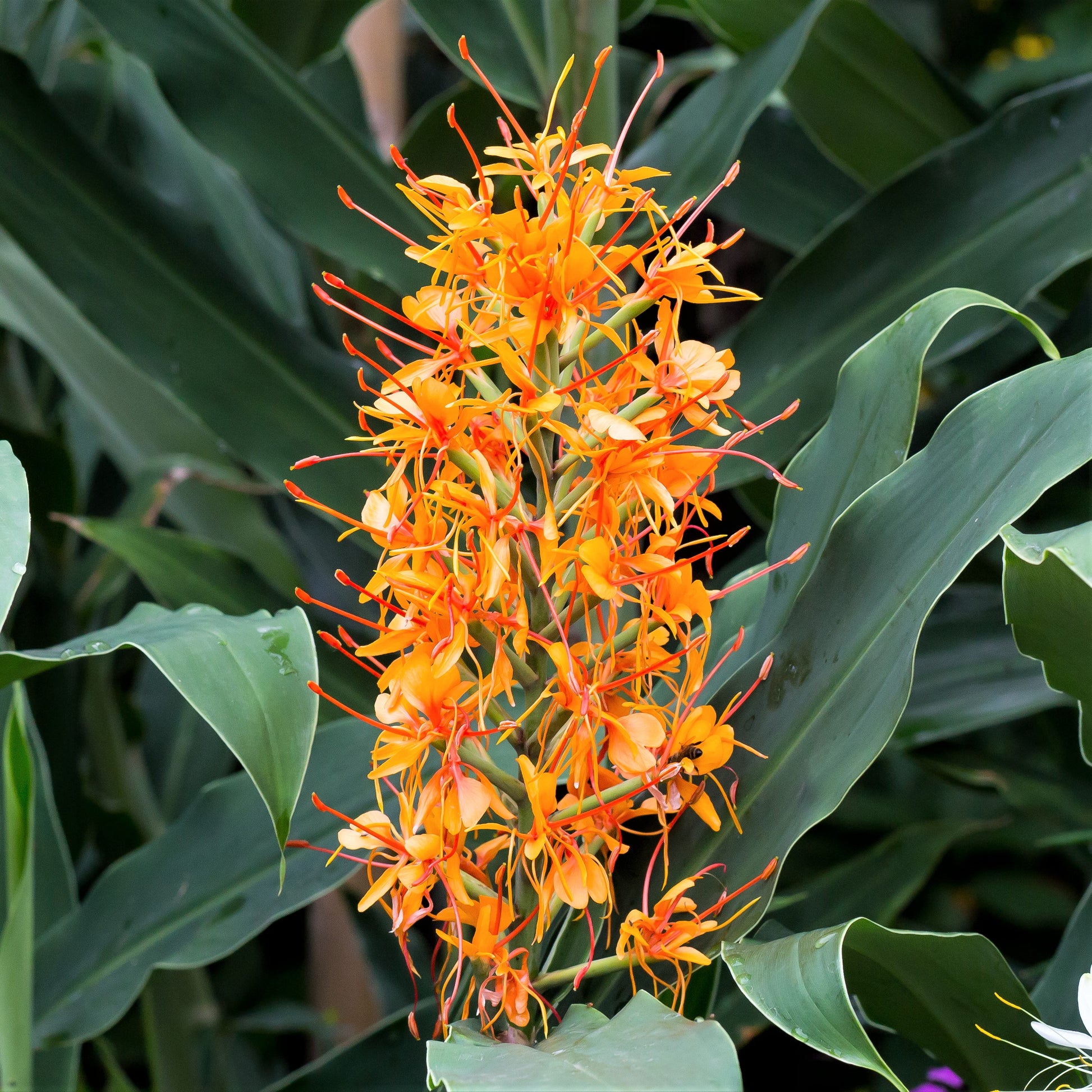 Vibrant orange and red flowers of the "Aurantiacum" Ginger
