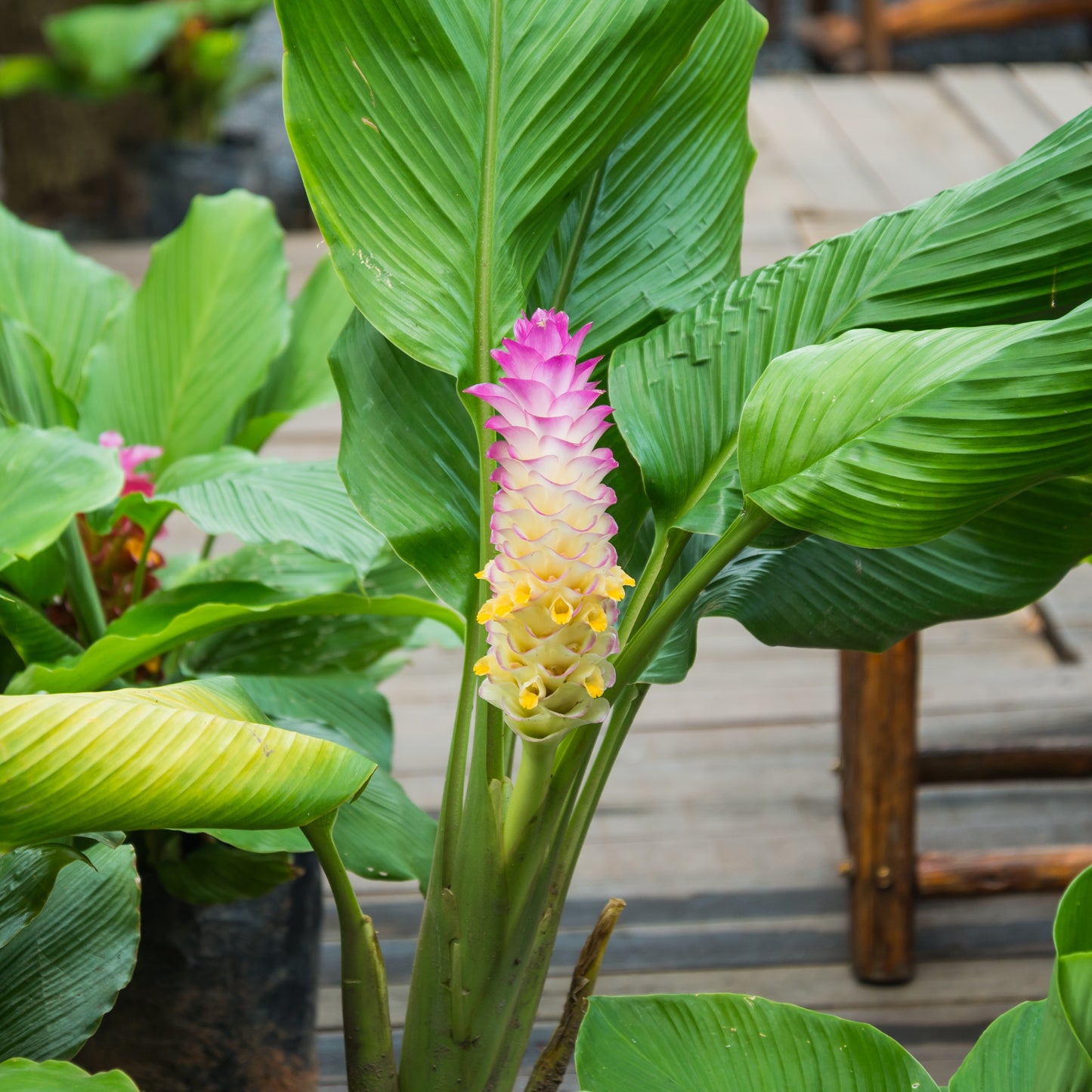 Pinecone shaped bracts that give this plant group its common name, Hidden Cone Ginger