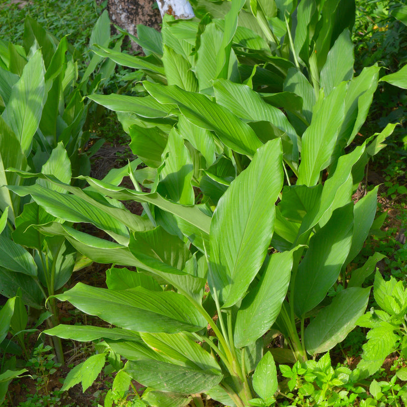 The bright green pleated leaves grow to 3' tall