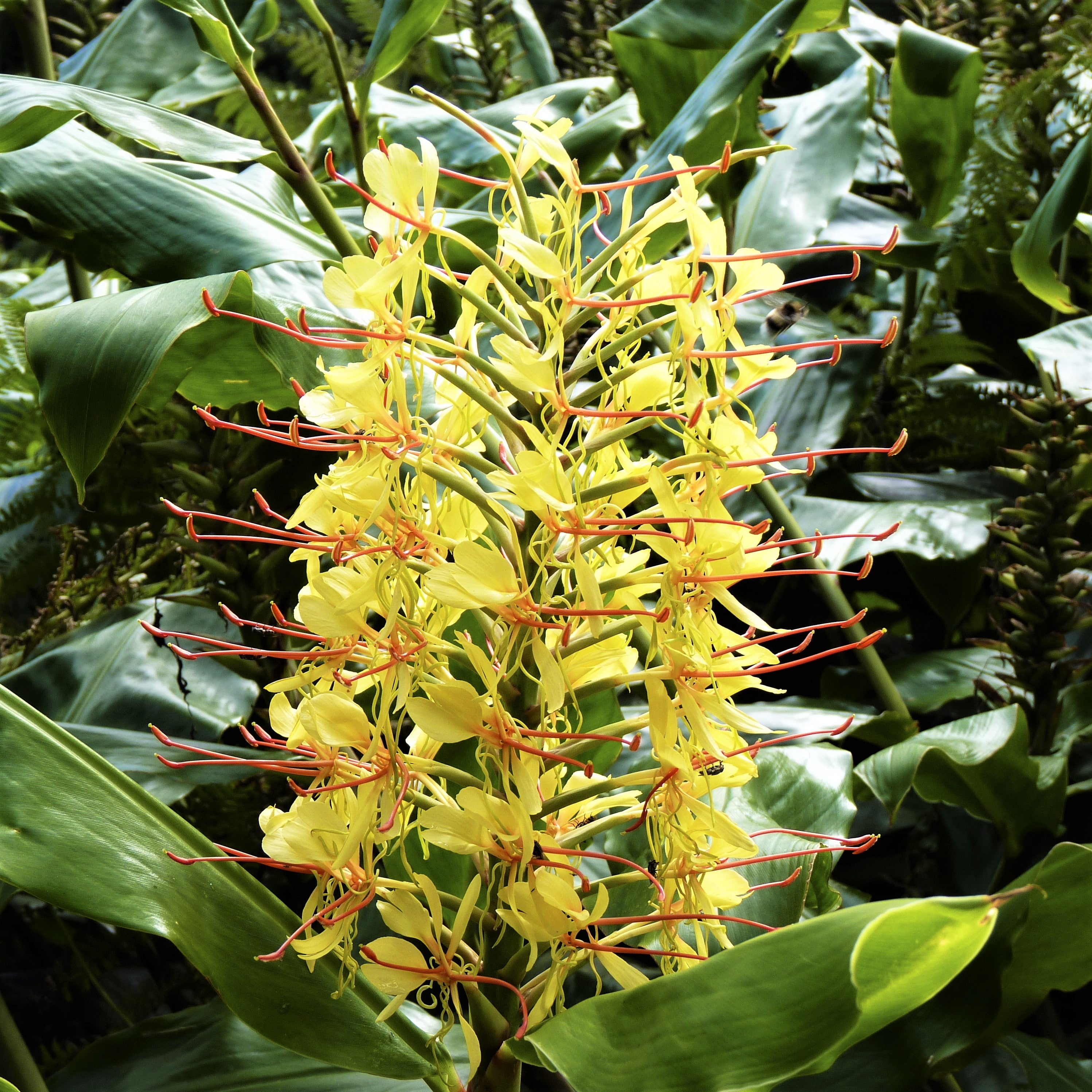 ginger lily flower Fragrant Yellow Ginger Tubers for Sale Online