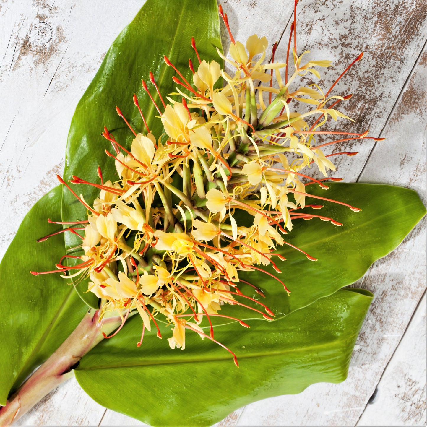 Delicate Yellow Flowers on the Thick Stem of the Gardnerianum Ginger Plant