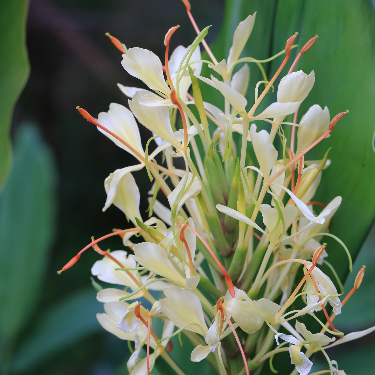 White and Vibrant Orange Fragrant "Griffithianum" Ginger