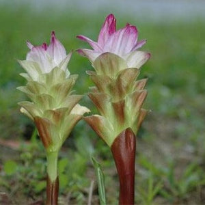 Eye-Catching flowering form of the "Indian Surprise" Ginger
