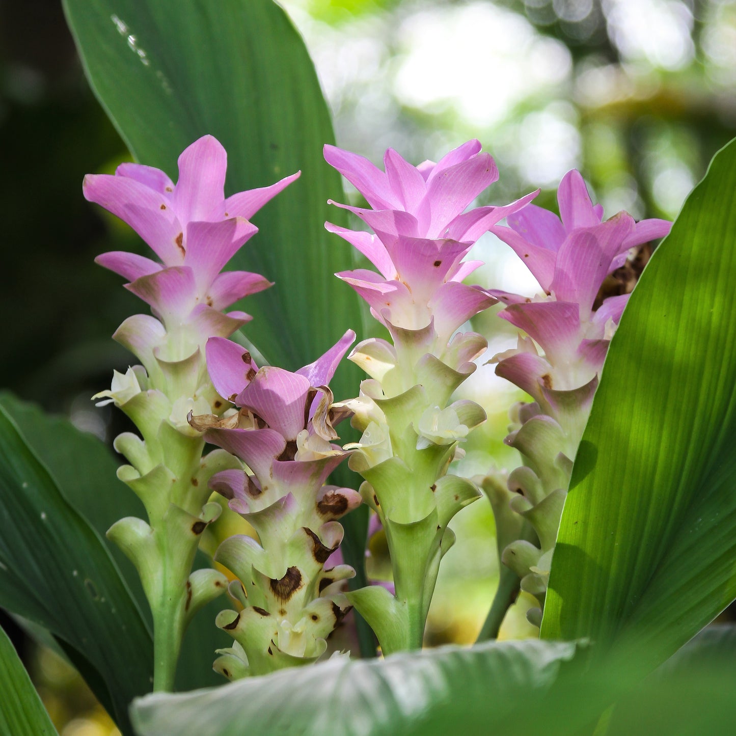 Four Flowering "Pink Wonder" Ginger plants