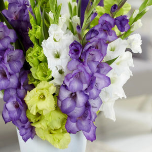 Gladiolus - Green, Purple & White Collection