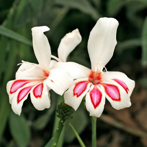 gladiolus prins claus flowers