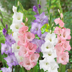 Gladiolus - Pastel Lace Collection