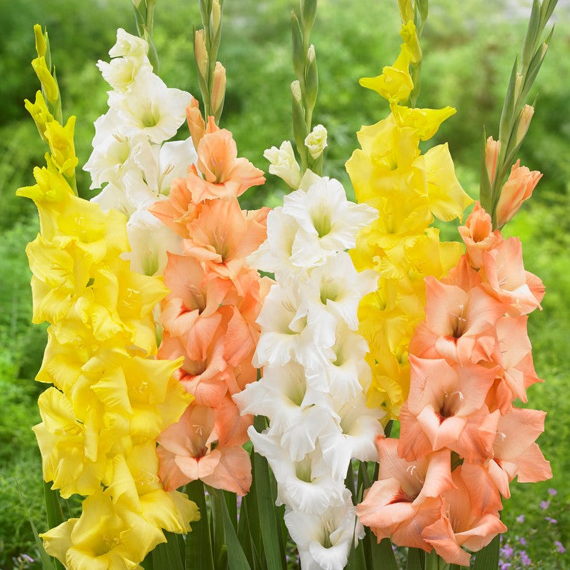 Gladiolus - Summer Days Collection