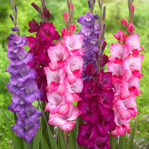 Cheery Berry Colored Gladiolus Stalks