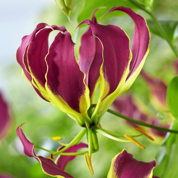 Purple Gloriosa Lily Bulbs for Sale