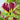 Purple Gloriosa Lily Bulbs for Sale