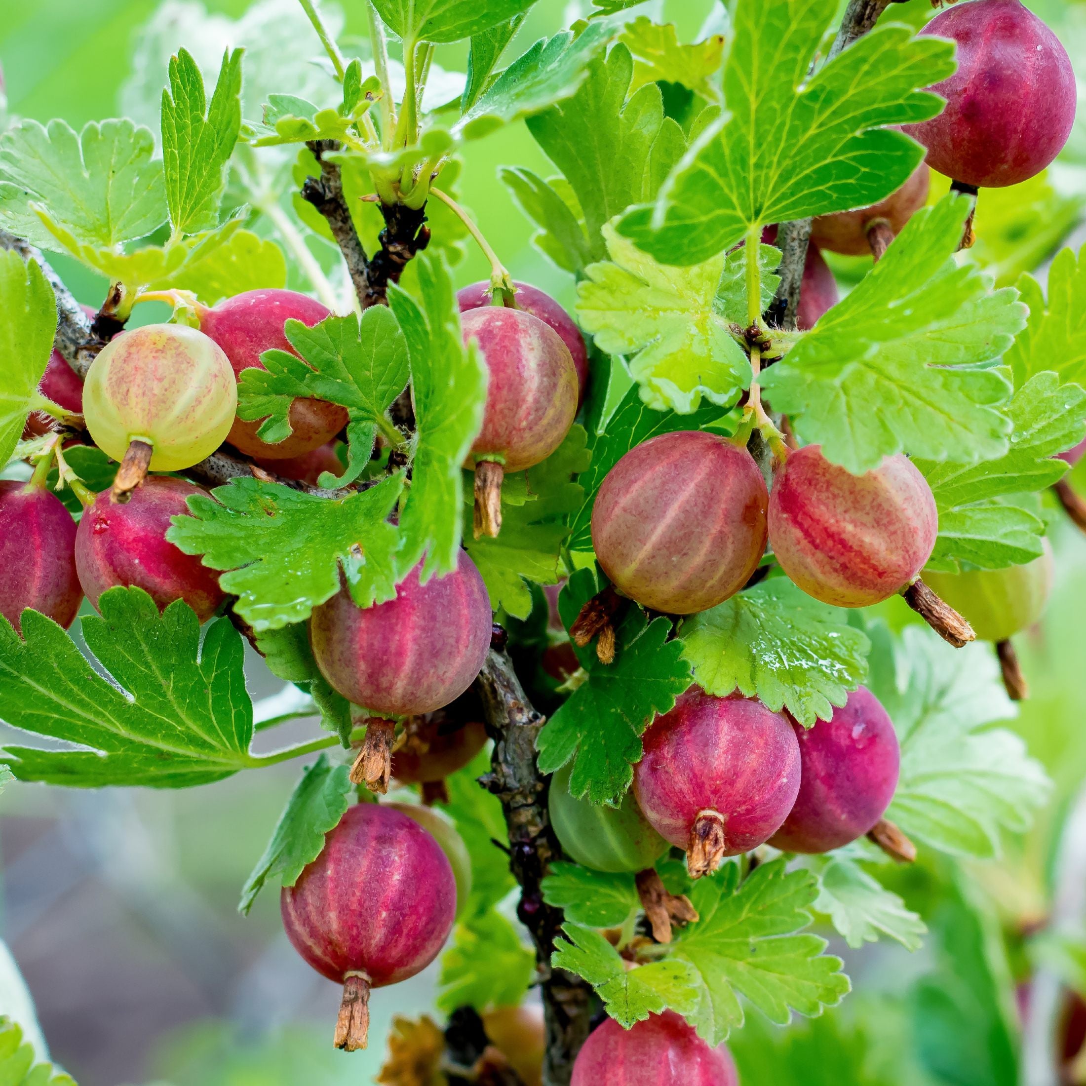 gooseberry plant from seed Gooseberry Pixwell Fruit Plants