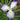 Light Purple Single Japanese Iris Zen Garden Mix