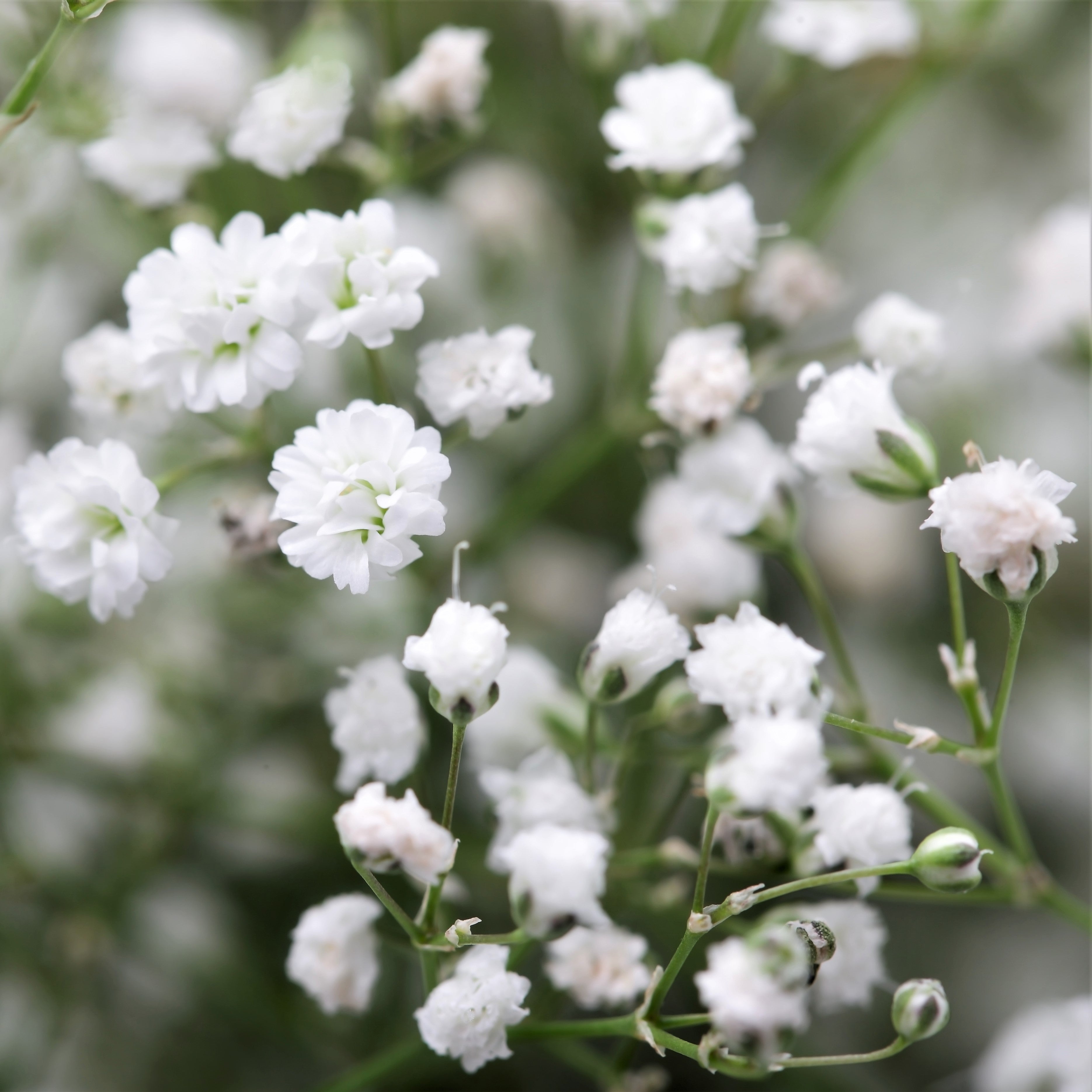 Gypsohila Flower Gloss Skirt White-