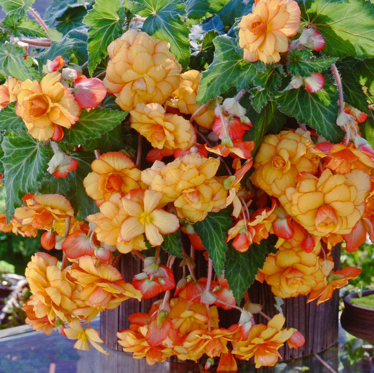 yellow hanging plants Easy to Grow Bulbs Begonia