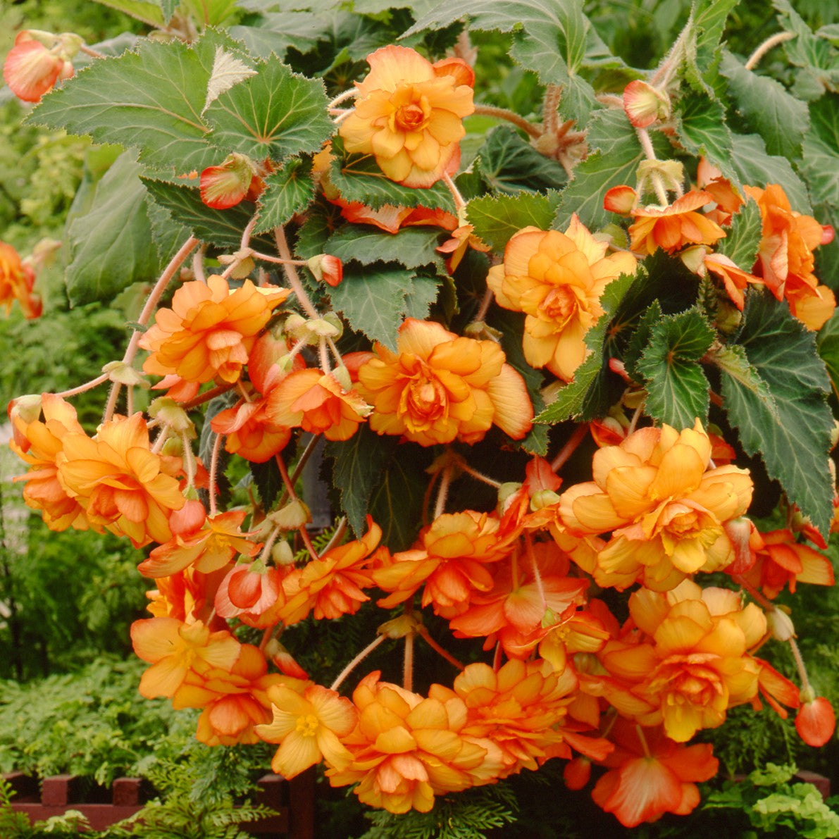 Large Hanging Basket Fiesta Begonias