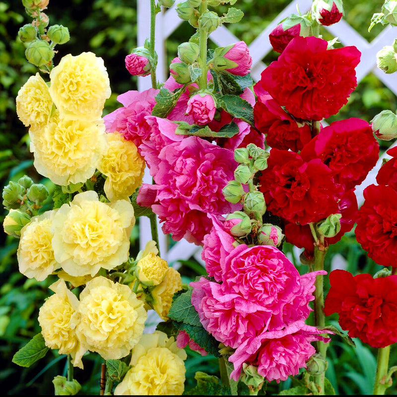 Stunning Hollyhock Plants for Sale Chater's Double Flowering Easy