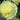 Pale Yellow Hollyhock Double Flowering Bloom