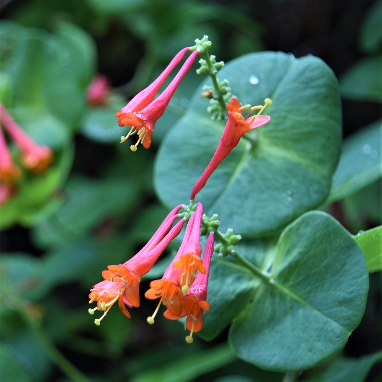 Multihued Blooms of the Dropmore Scarlet Honeysuckle