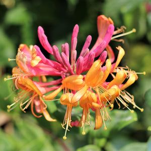 Two-Toned Trumpet Shaped Blooms of the Gold Flame Honeysuckle